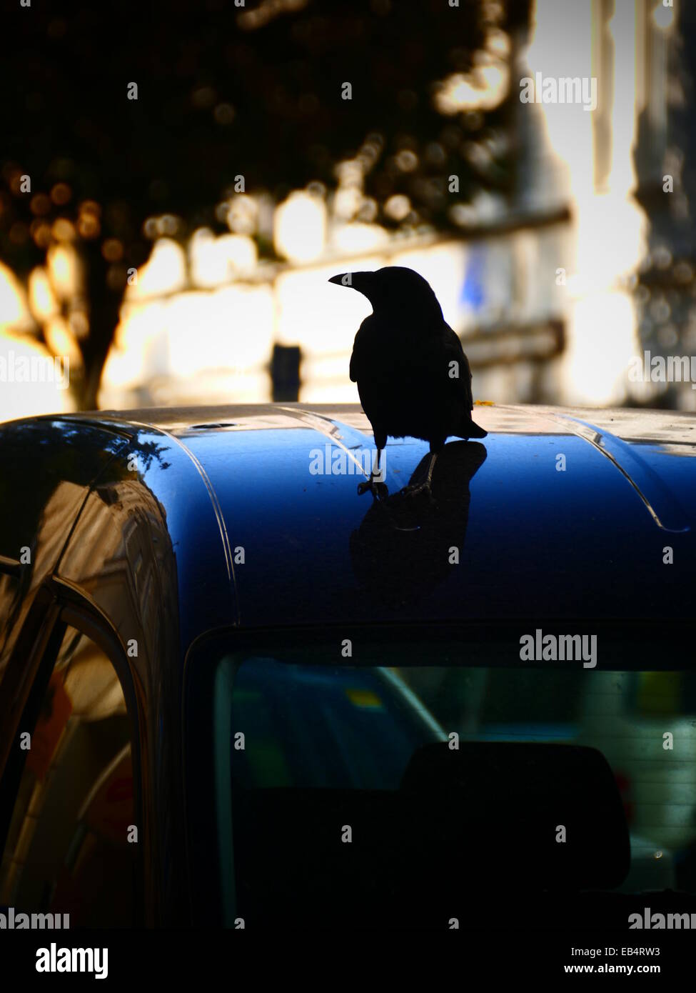 A urban black Crow Raven blackbird standing on a car top Stock Photo