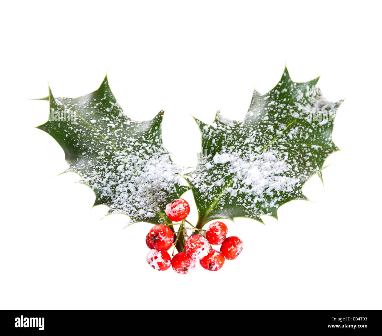 holly leaves and berries isolated on a white background Stock Photo - Alamy