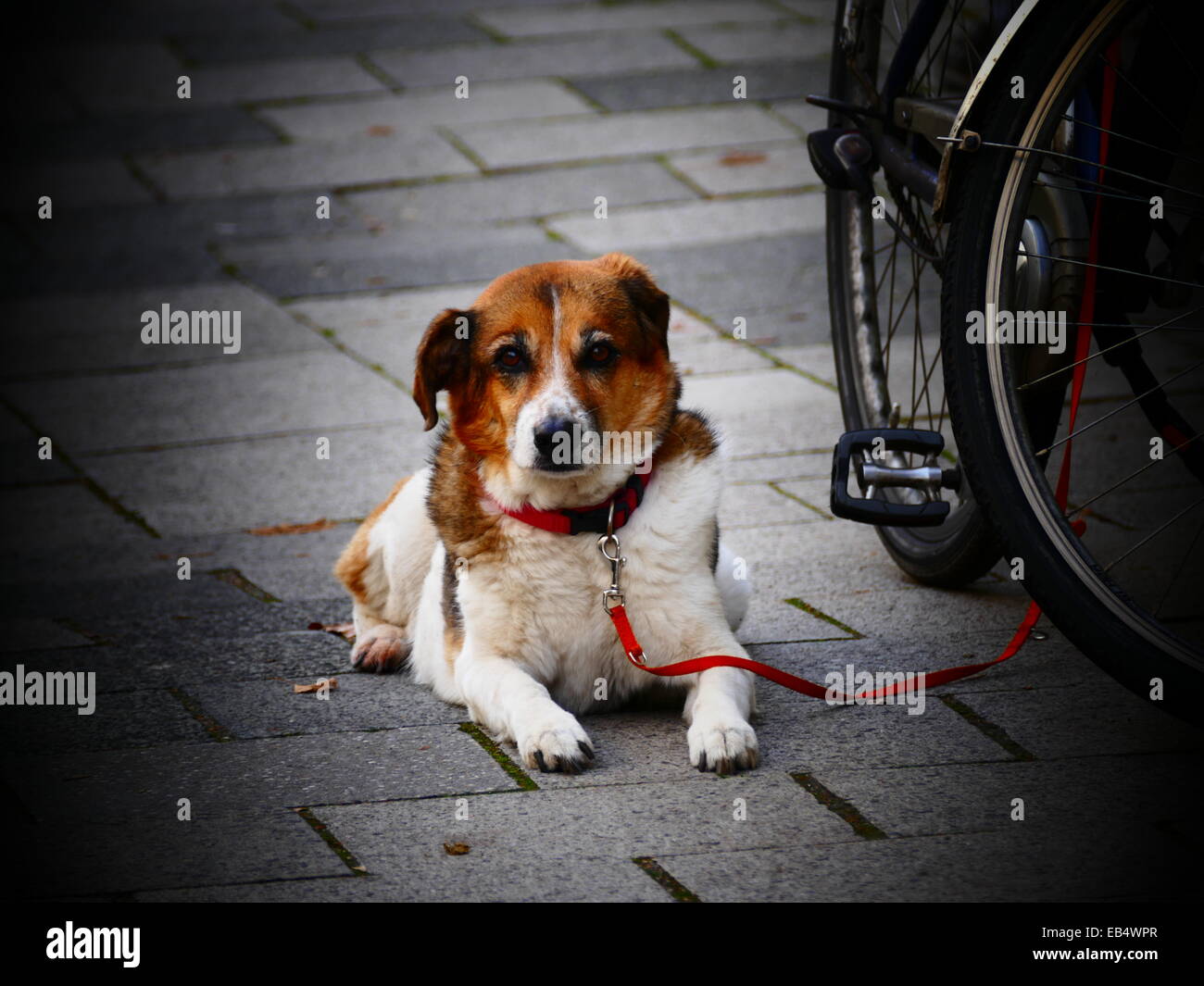 A dog patiently waiting for its master next to Bicycle Stock Photo - Alamy