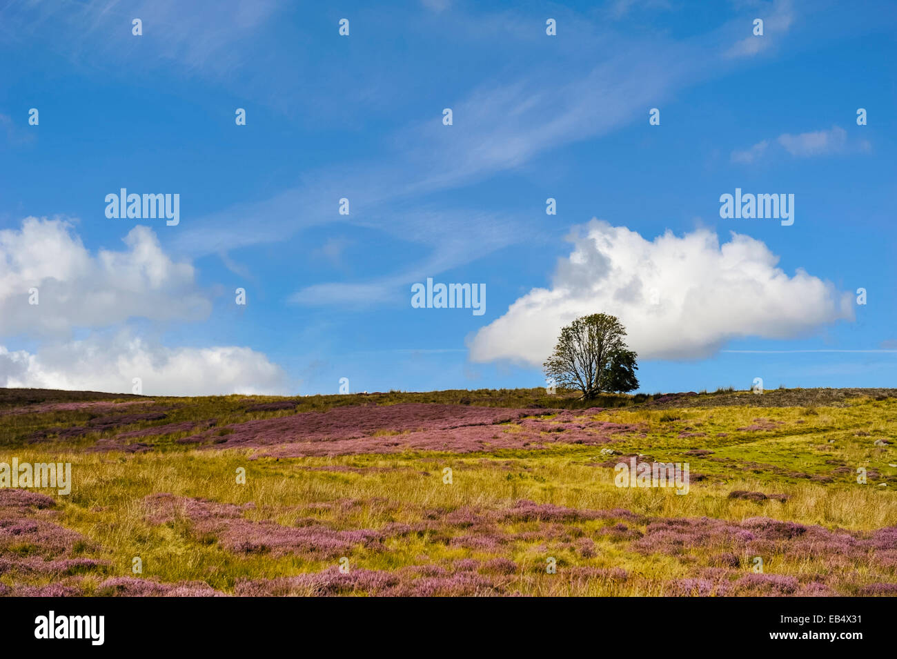 A windswept tree in the Yorkshire Dales in Yorkshire , England , Britain , Uk Stock Photo