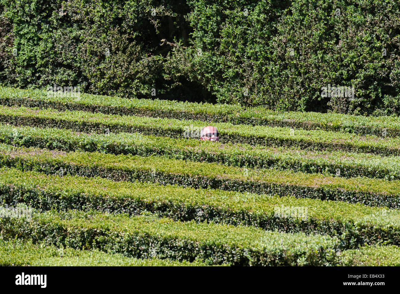 A visitor in the maze in the formal Baroque gardens of Villa Barbarigo Pizzoni Ardemani, Valsanzibio, Italy Stock Photo