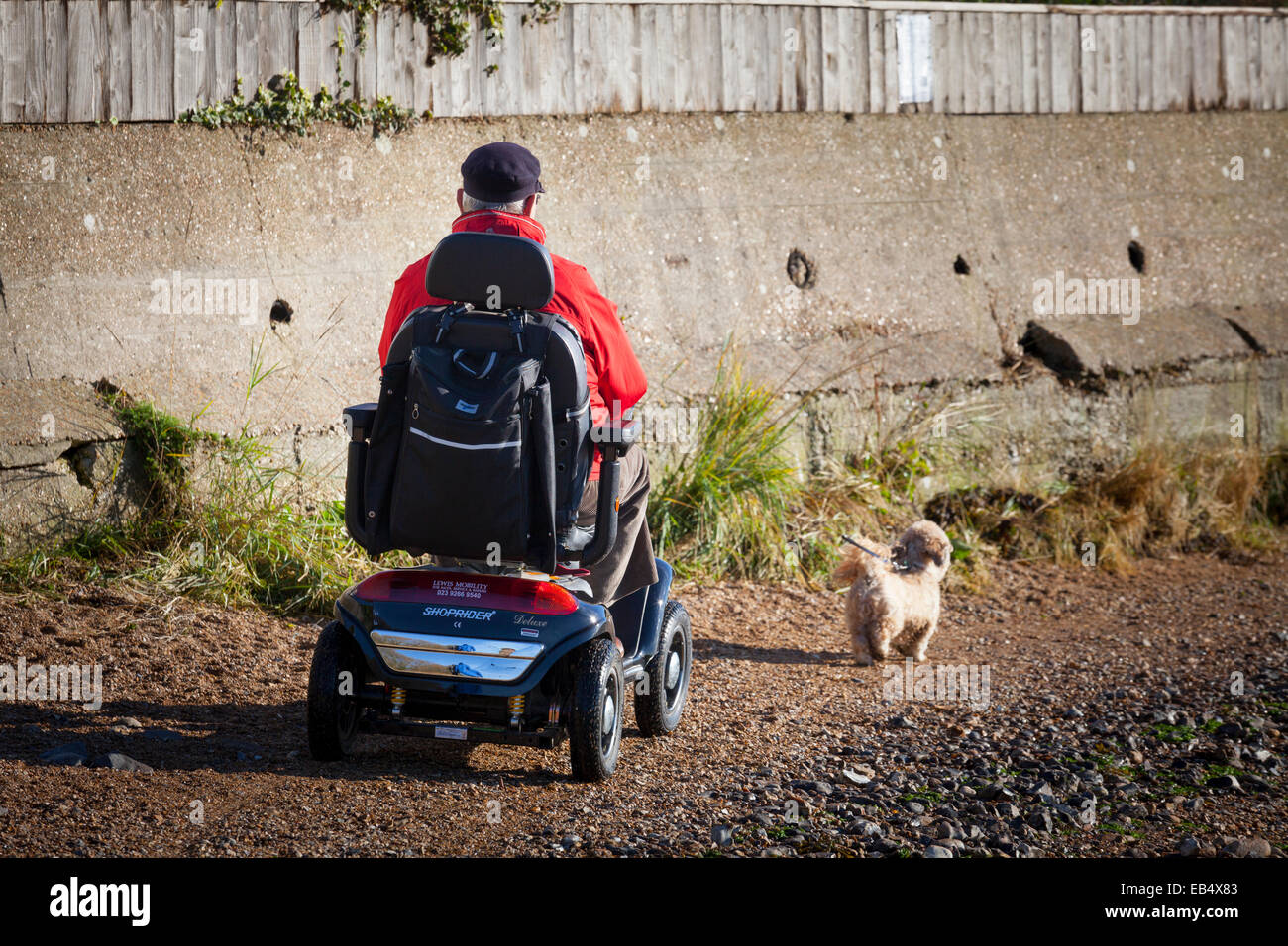 Back view of man in disabled electric scooter walking small dog Stock Photo