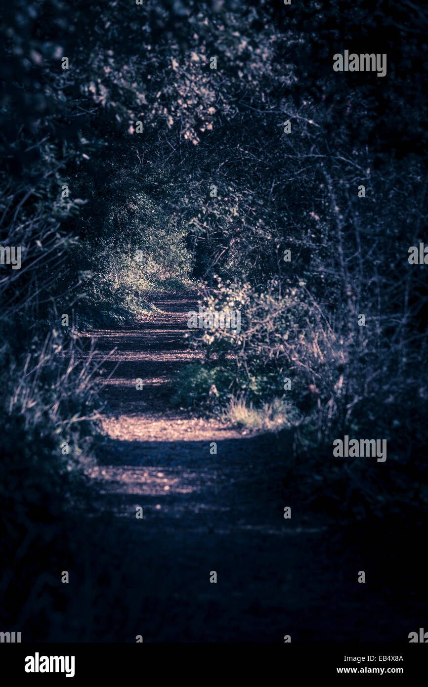 Country path enclosed by trees and hedges moody instagram effect Stock Photo