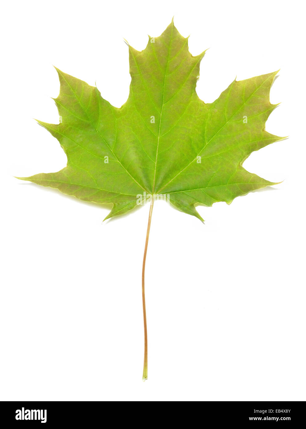 Green maple leaf isolated on white background Stock Photo - Alamy