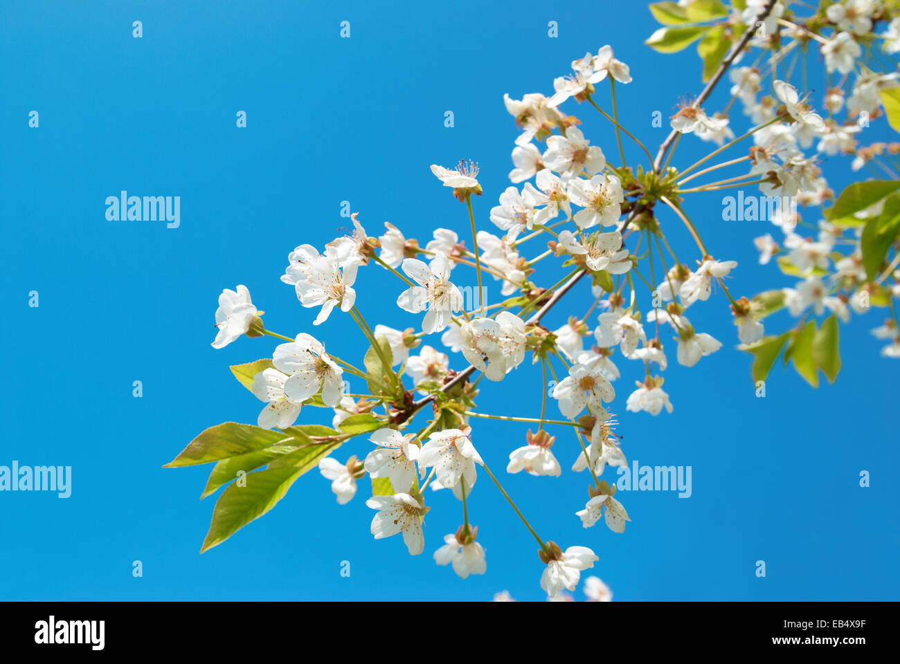 White cherry flowers with blue sky background Stock Photo - Alamy
