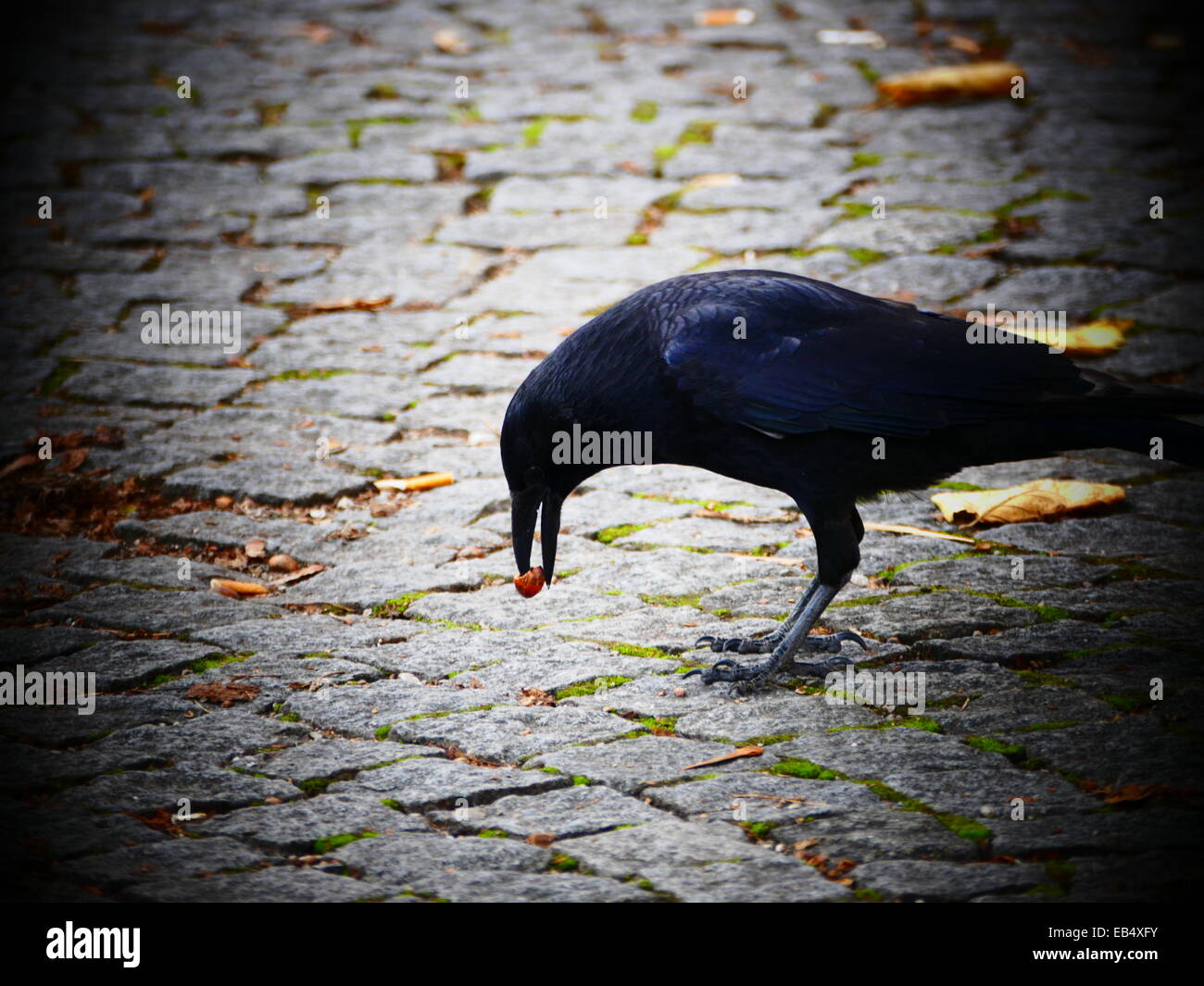 Crow Raven Black Bird struggling Cheatnut case Stock Photo