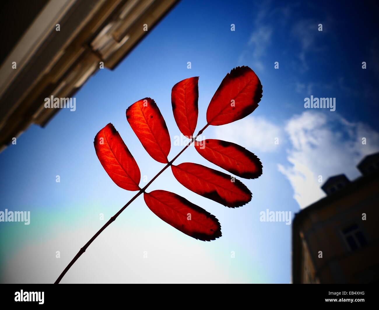 Red Autumn leaves against Blue Sky Stock Photo