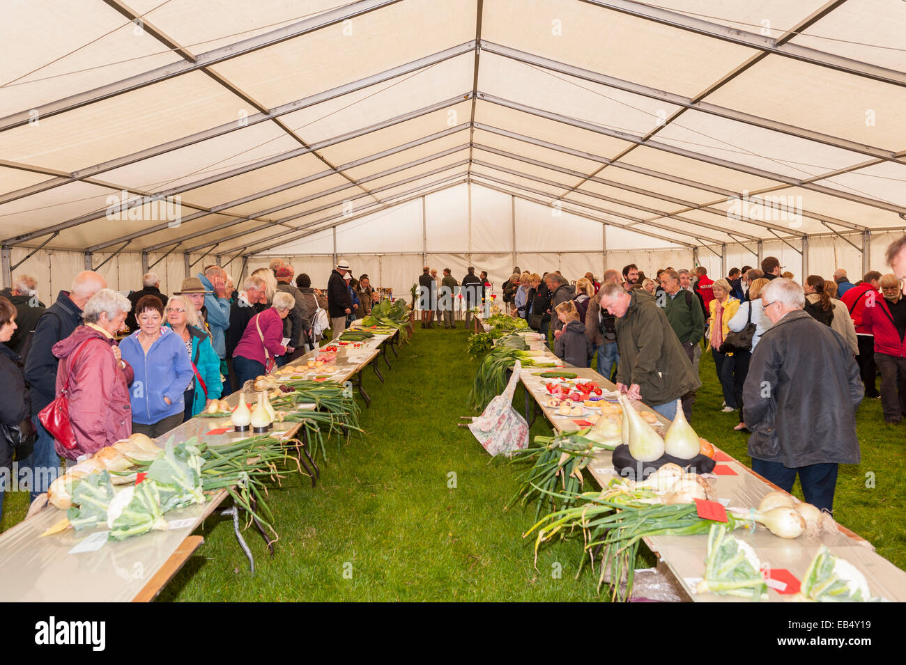 A competition for the best home grown vegetables at Reeth show , Swaledale in the Yorkshire Dales in Yorkshire , England , Brita Stock Photo