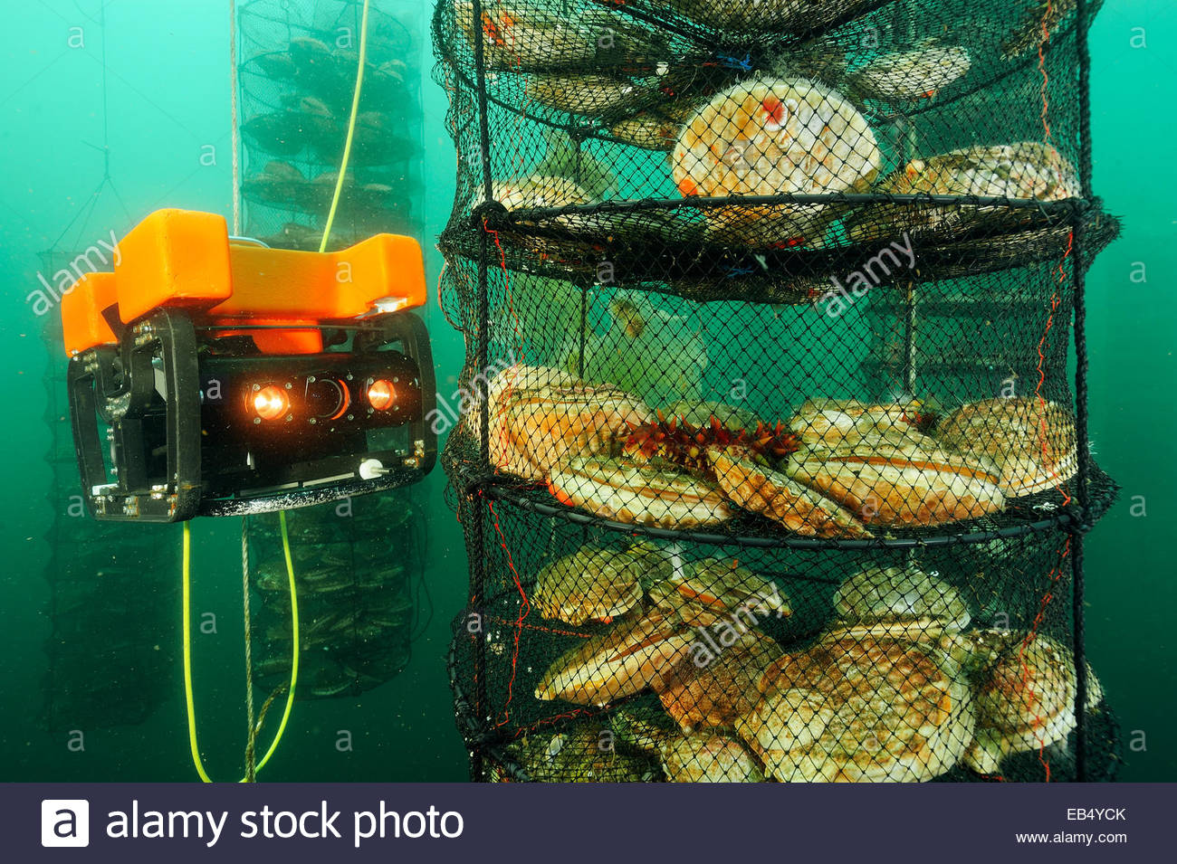 An ROV monitors conditions of giant Japanese scallops in a farm off