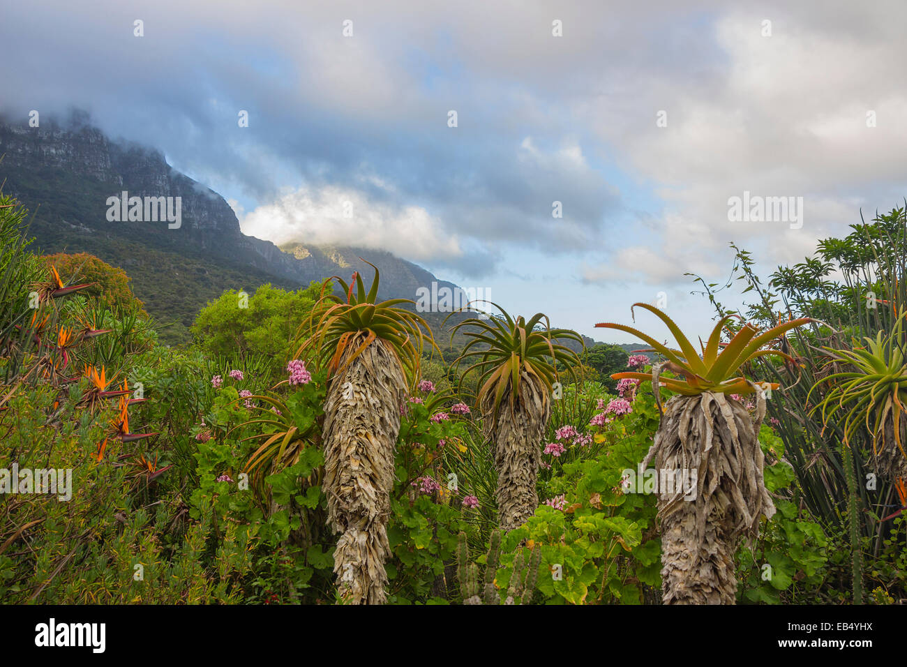 Kirstenbosch Gardens on a partly cloudy day with aloes in the foreground Stock Photo