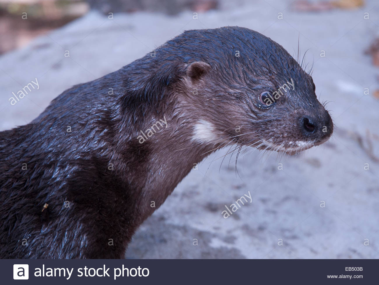 Hairy Nosed Otter Stock Photos & Hairy Nosed Otter Stock Images - Alamy