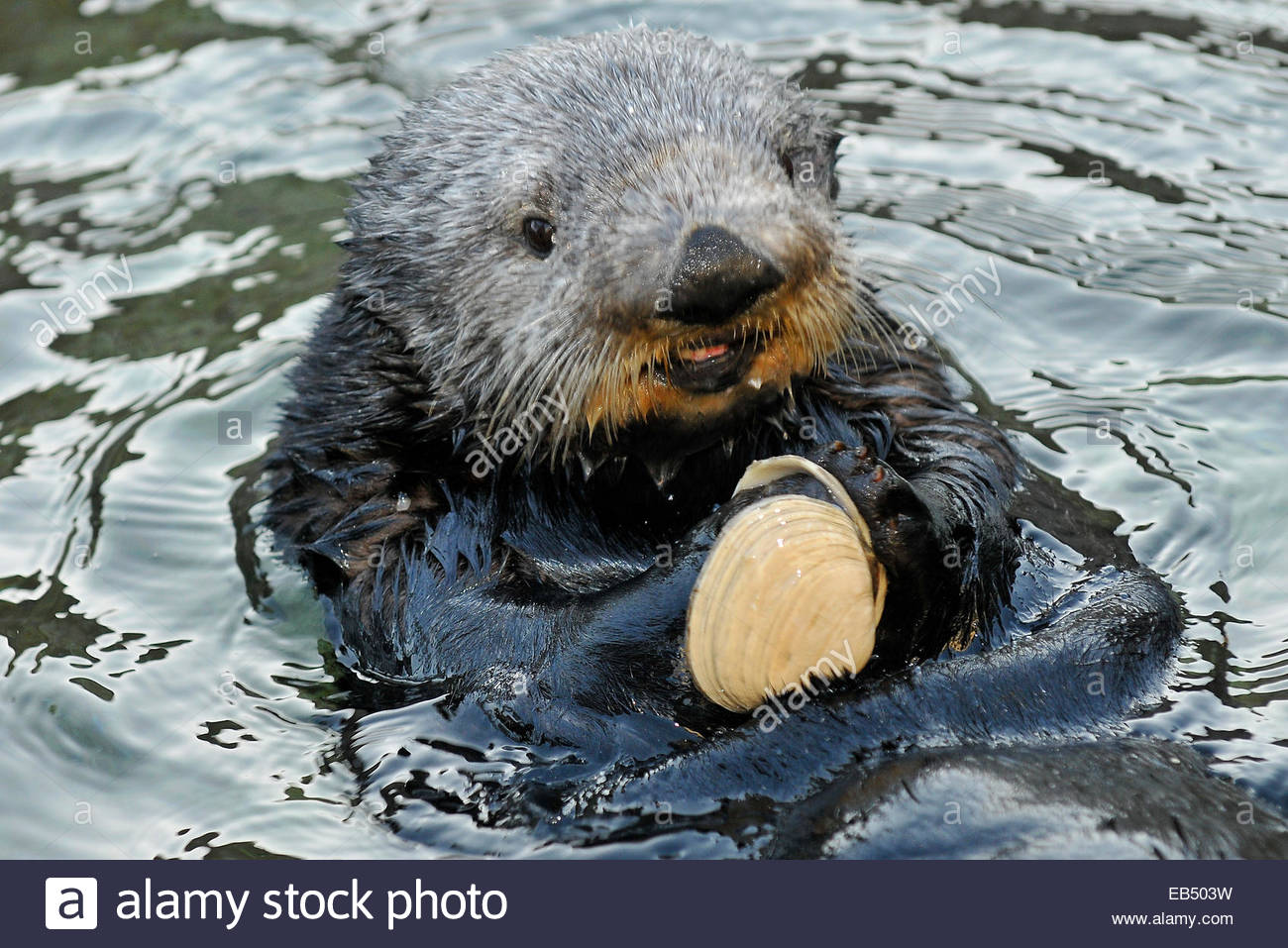 A sea otter, Enhydra lutris, eating a clam its holding on its Stock