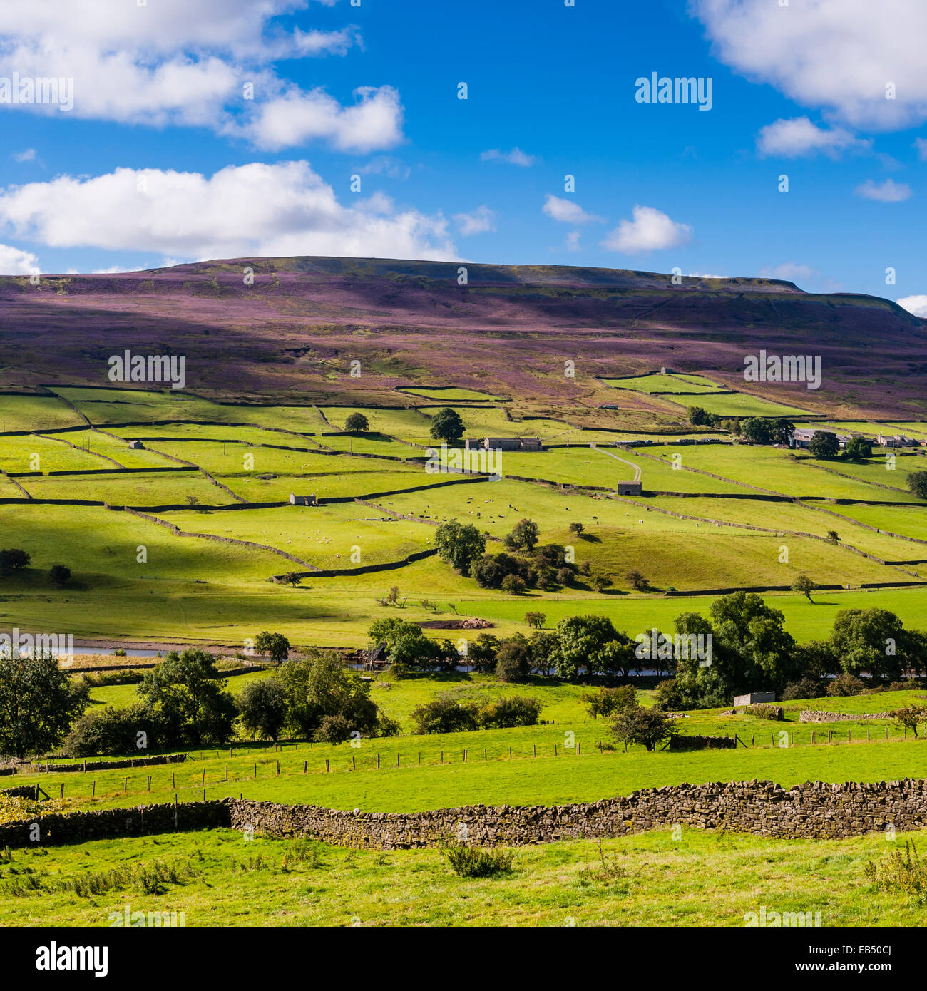 Swaledale in the Yorkshire Dales in Yorkshire , England , Britain , Uk Stock Photo