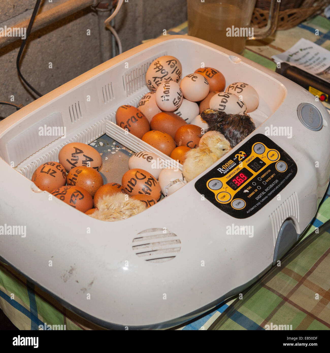 An incubator hatching chicks from eggs at Hazel Brow Farm in the village of Low Row in Swaledale , North Yorkshire, England, Bri Stock Photo