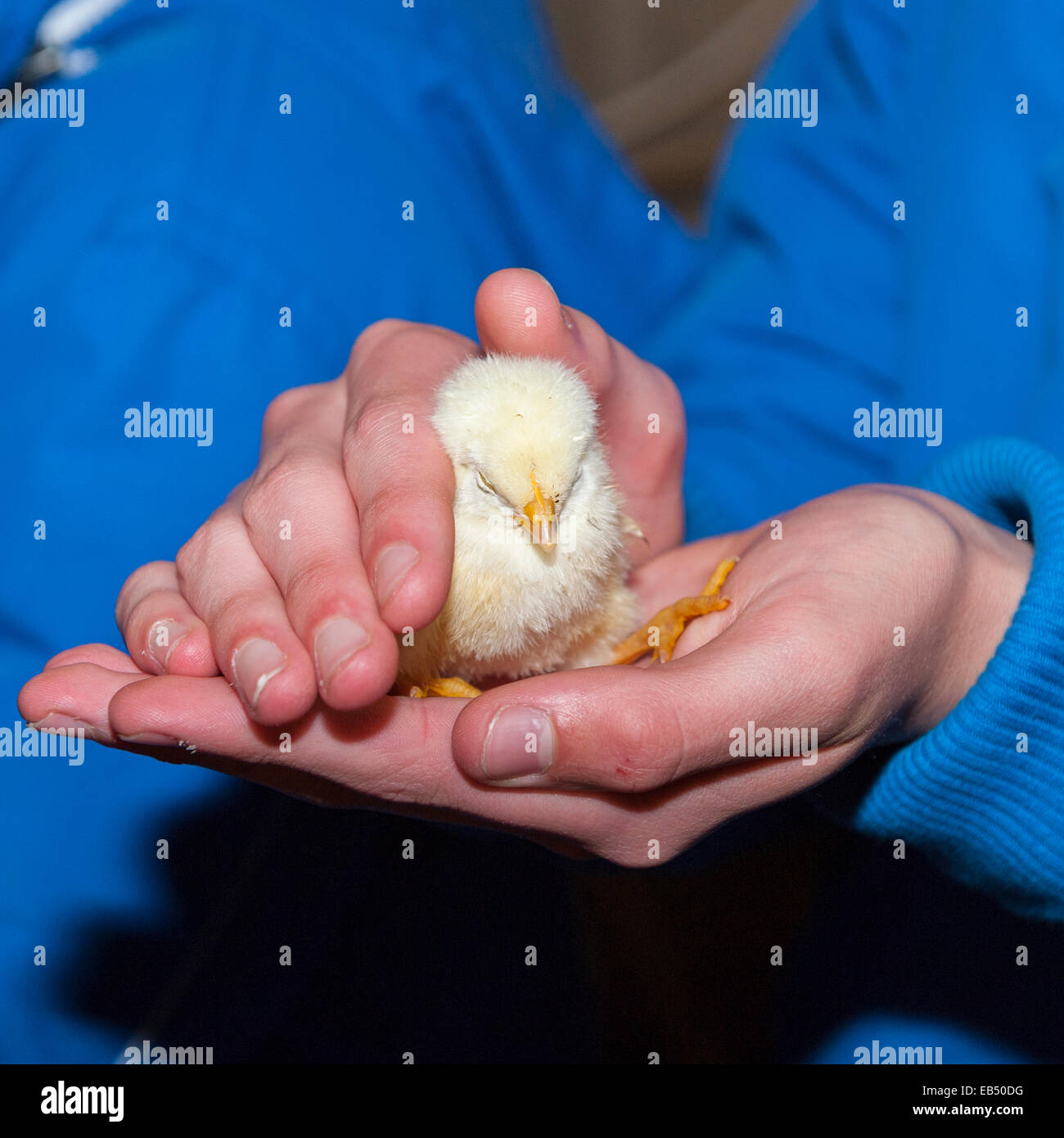 Holding a chick at Hazel Brow Farm in the village of Low Row in Swaledale , North Yorkshire, England, Britain,Uk Stock Photo