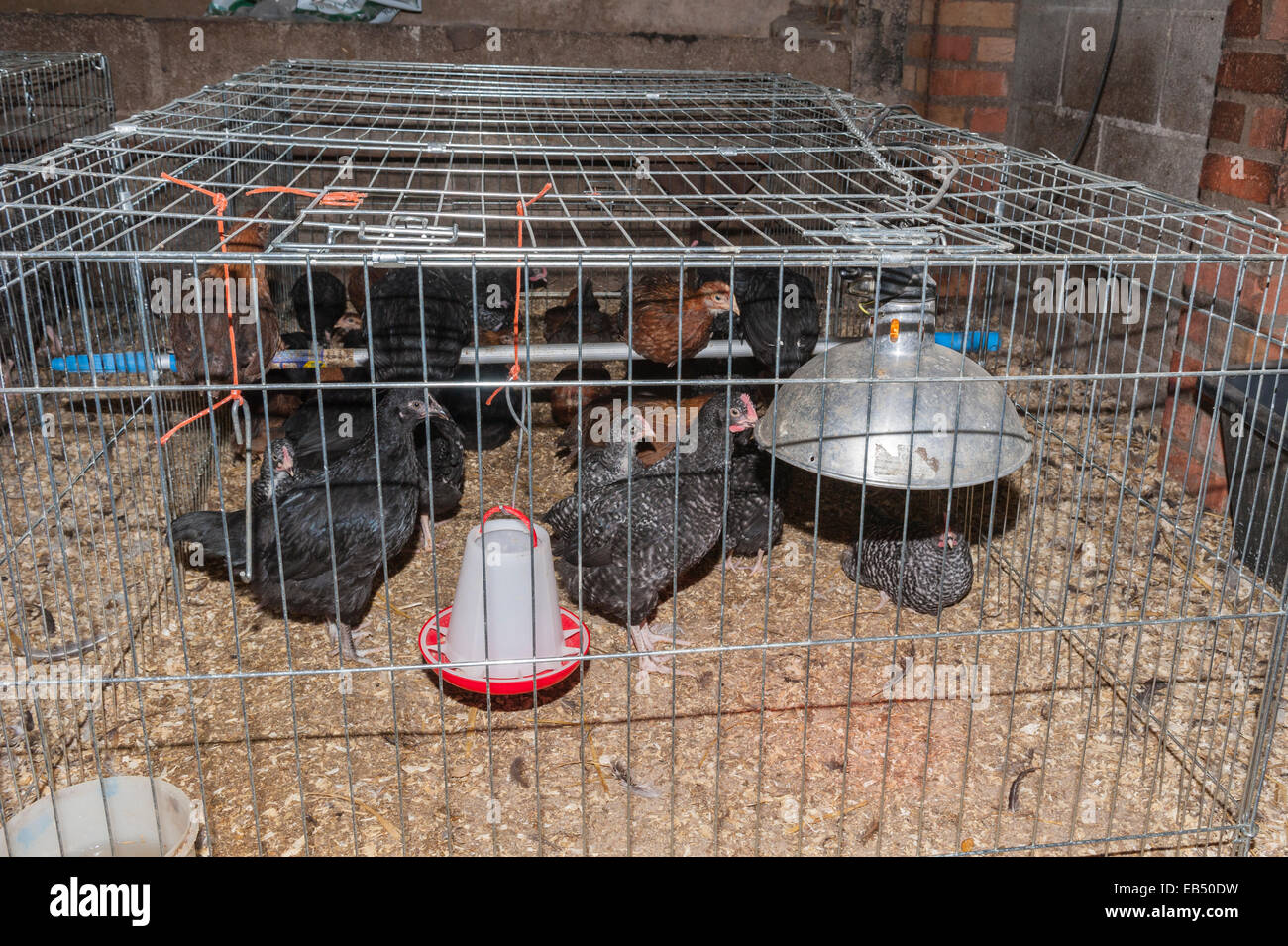 Young chickens at Hazel Brow Farm in the village of Low Row in Swaledale , North Yorkshire, England, Britain,Uk Stock Photo