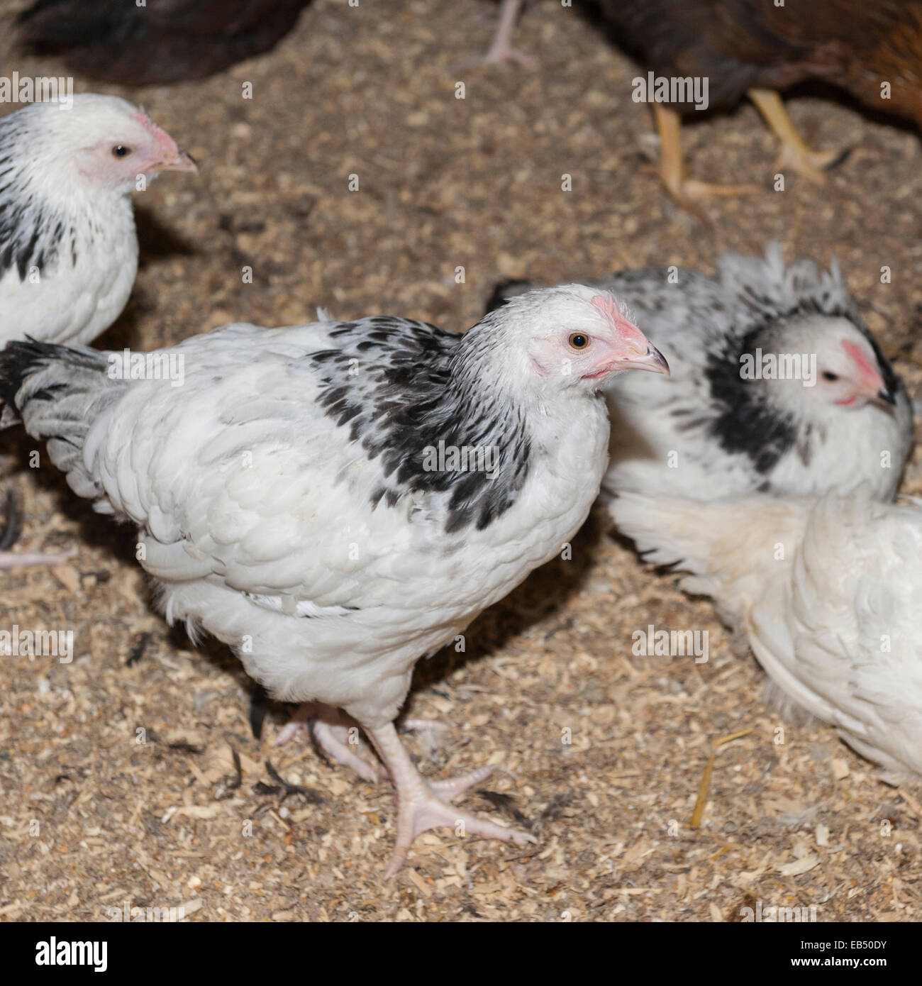 Young chickens at Hazel Brow Farm in the village of Low Row in Swaledale , North Yorkshire, England, Britain,Uk Stock Photo