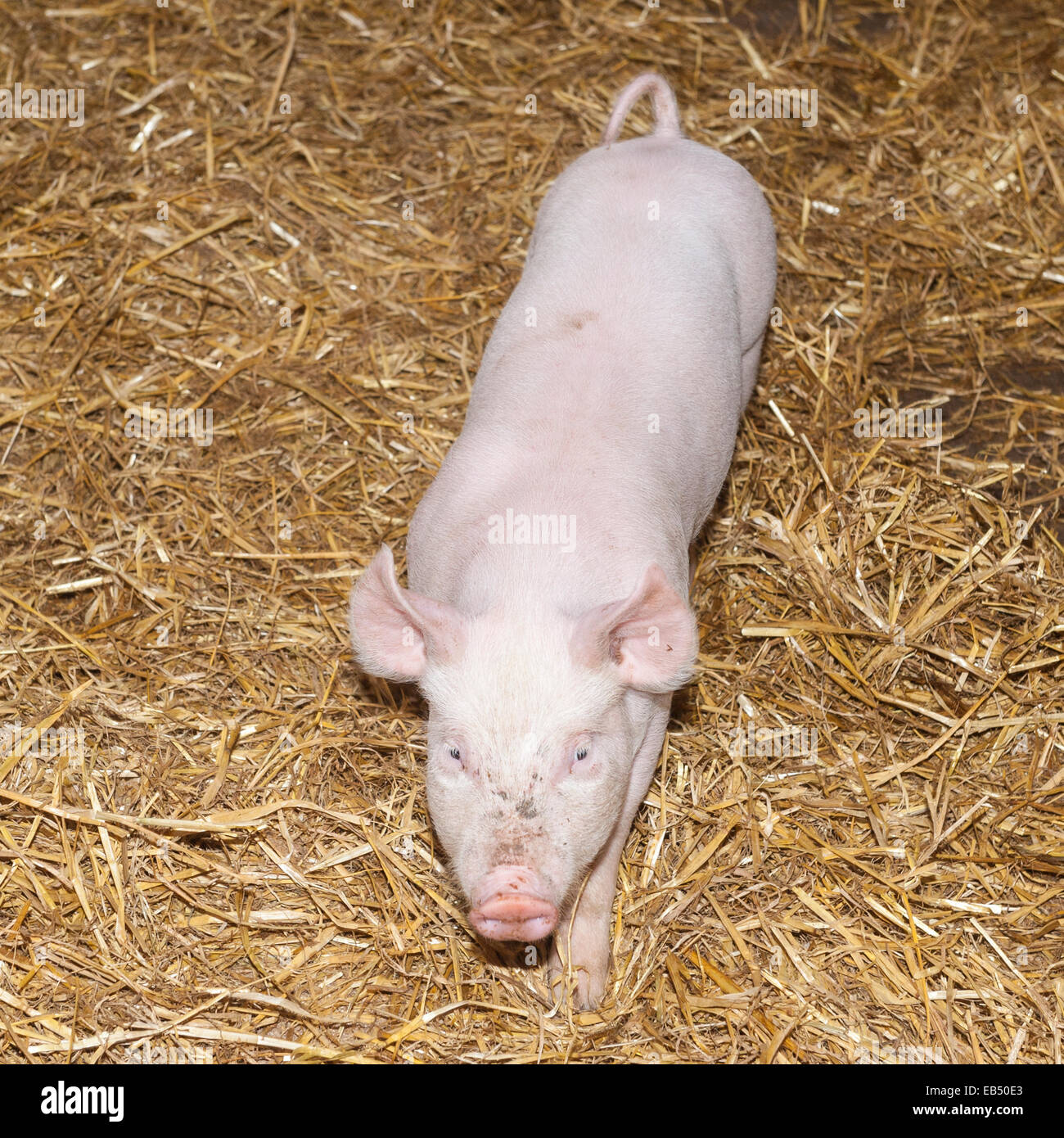 Piglets at Hazel Brow Farm in the village of Low Row in Swaledale , North Yorkshire, England, Britain,Uk Stock Photo