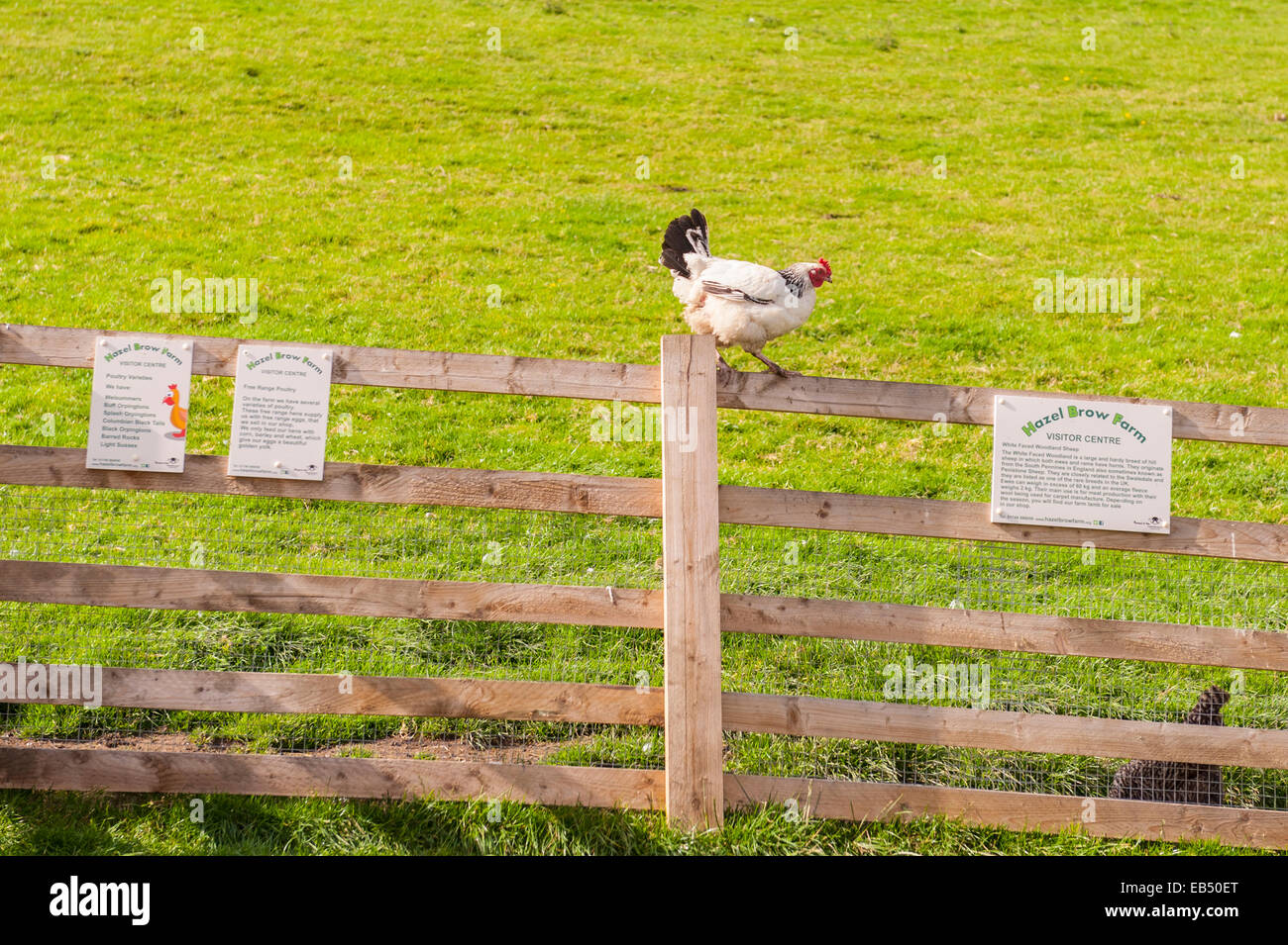 A chicken at Hazel Brow Farm in the village of Low Row in Swaledale , North Yorkshire, England, Britain,Uk Stock Photo