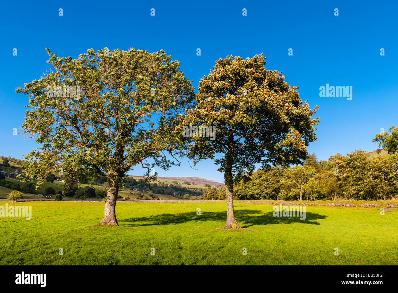 Trees at Hazel Brow Farm in the village of Low Row in Swaledale , North Yorkshire, England, Britain,Uk Stock Photo