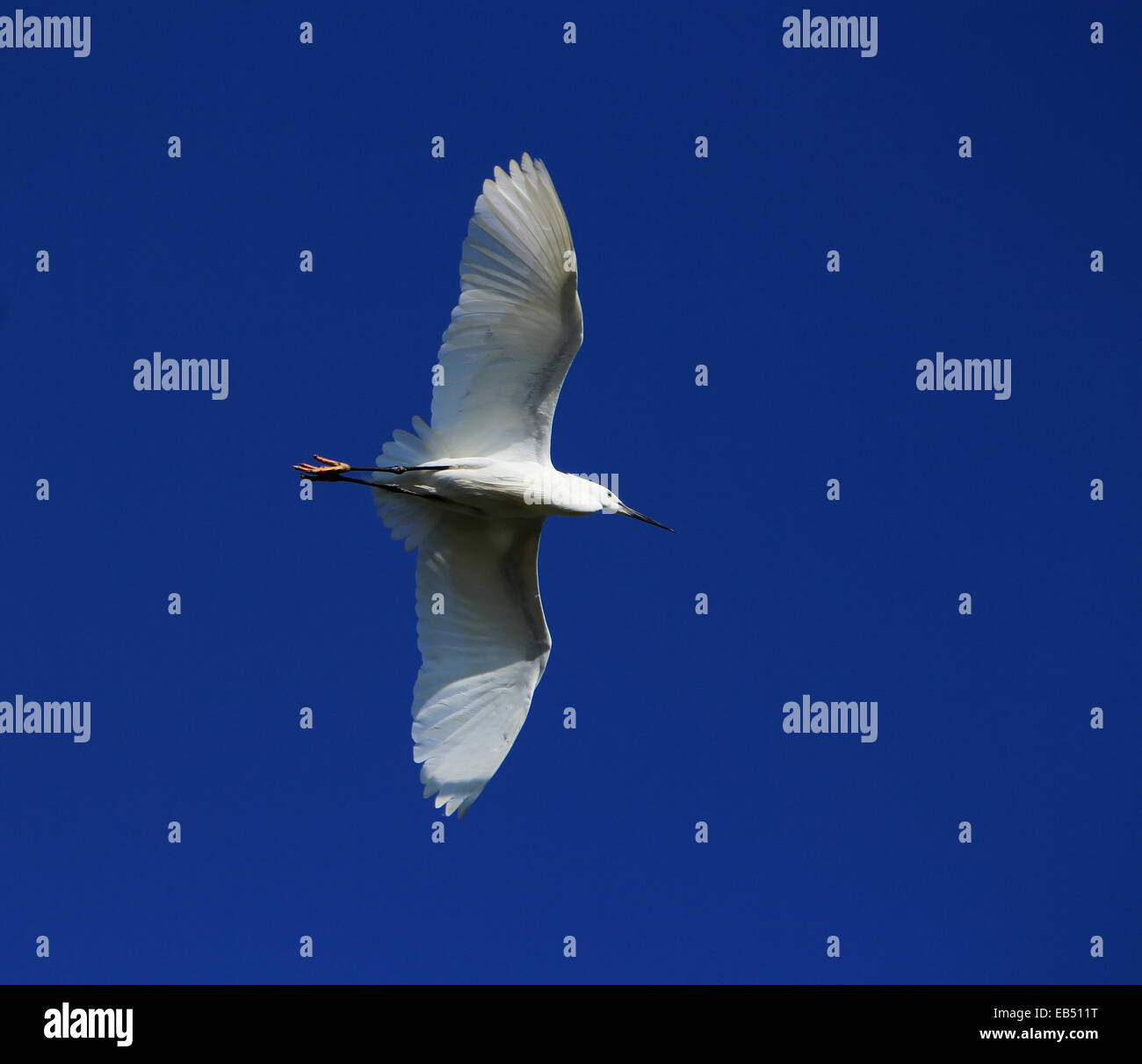 Little egret, egretta garzetta flying in deep blue sky Stock Photo - Alamy