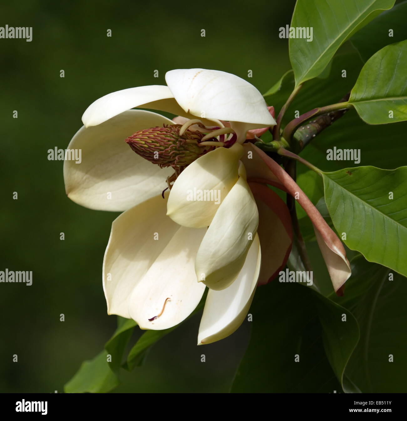 Close up on egg magnolia, m. liliifera Stock Photo