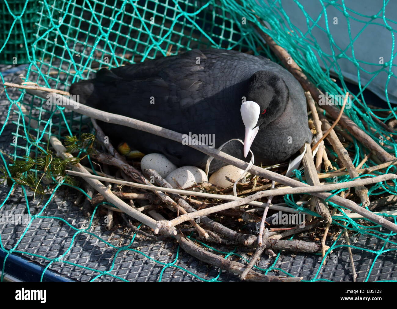 Eurasian female coot duck, fulica atra, brooding nest with eggs Stock Photo
