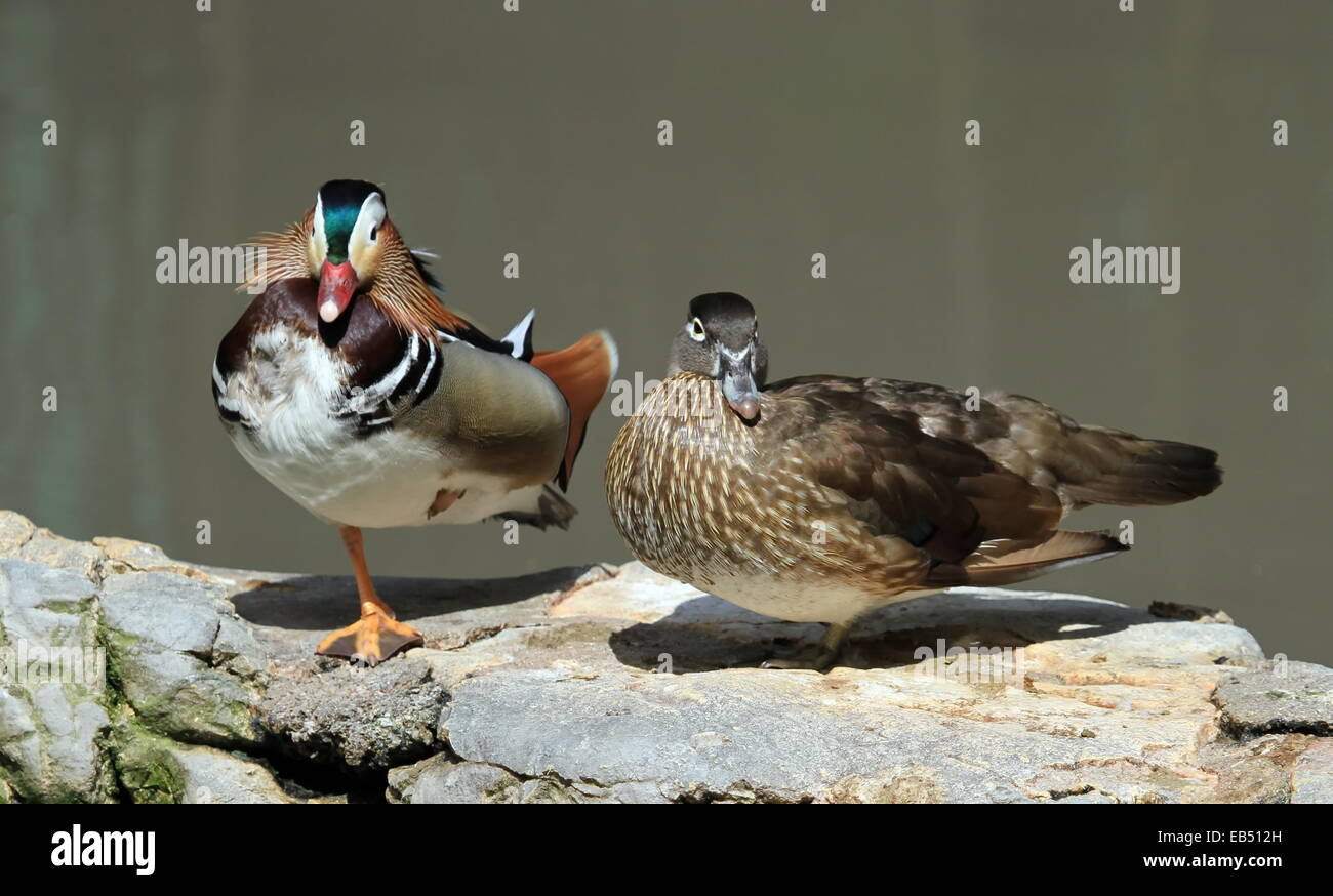 Male and female mandarin ducks, aix galericulata, standing on rocks Stock Photo