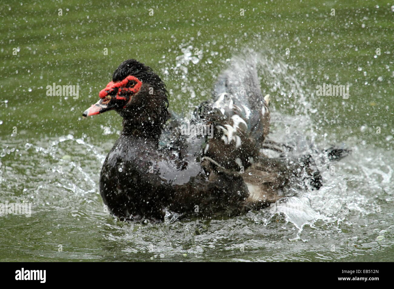 Black muscovy duck, cairina moschata moving in the water Stock Photo