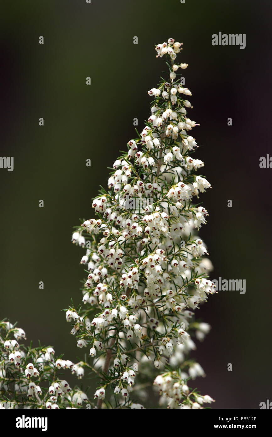 Close up on a tree heath, erica arborea, flowers Stock Photo