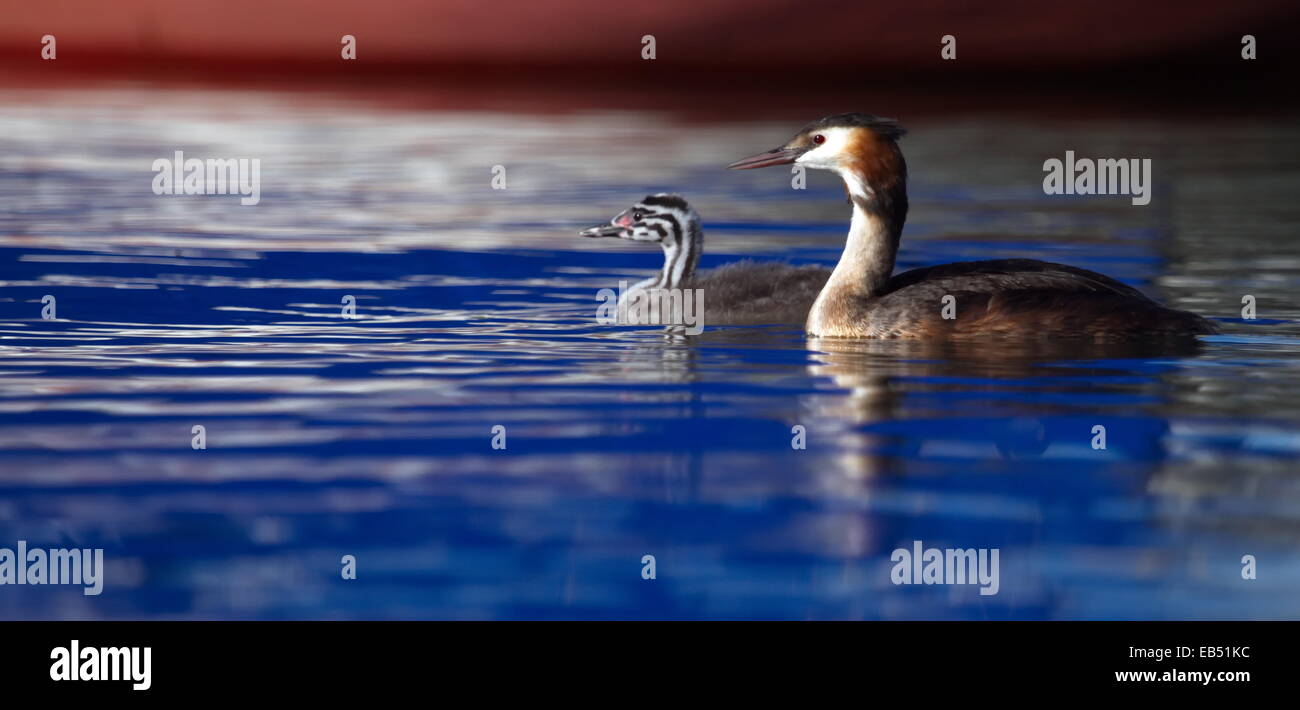 Crested grebe duck, podiceps cristatus, and baby floating on water lake Stock Photo
