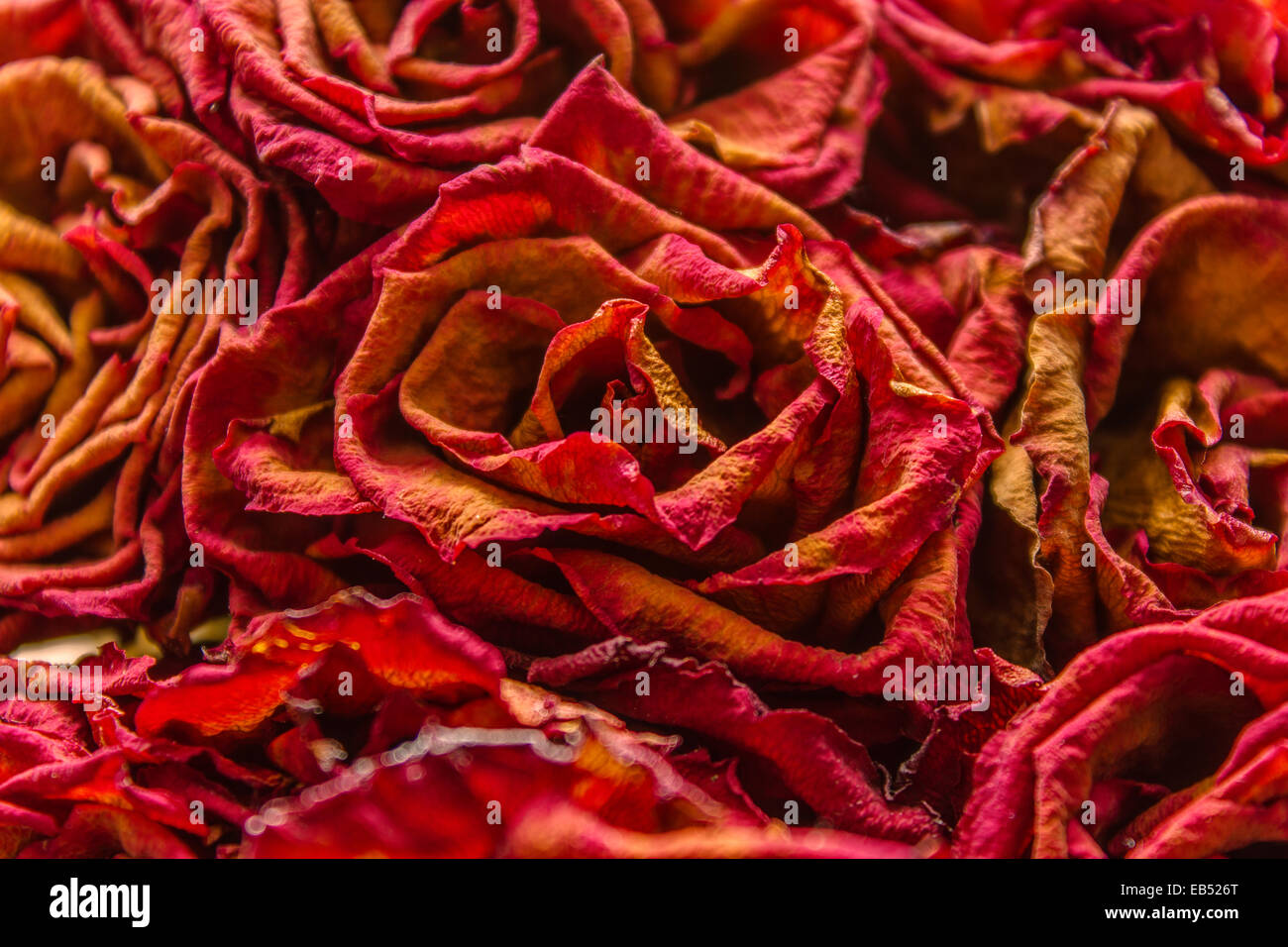 Close up of dried Rose flowers in a bunch Stock Photo Alamy
