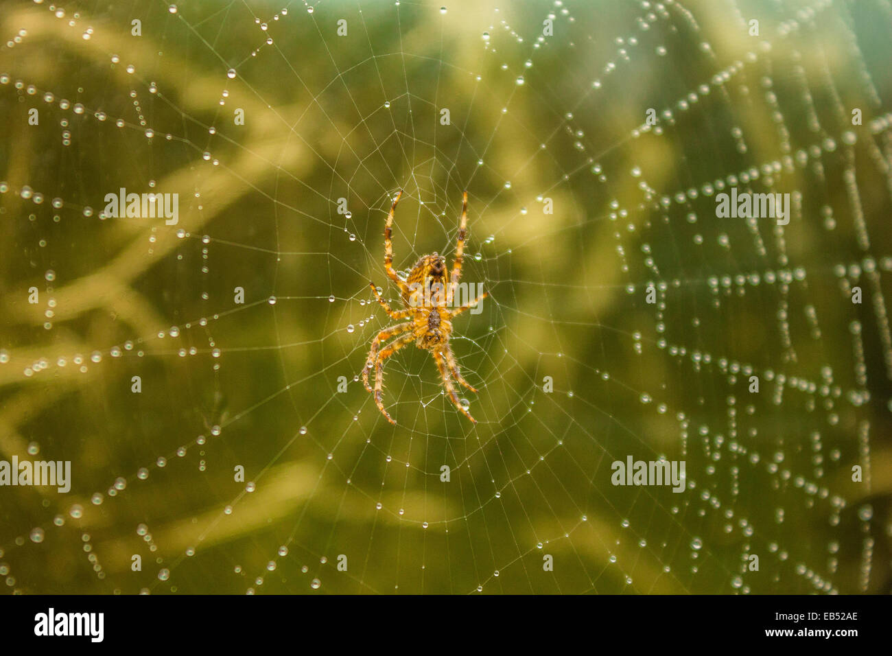 Spider s web hi-res stock photography and images - Alamy