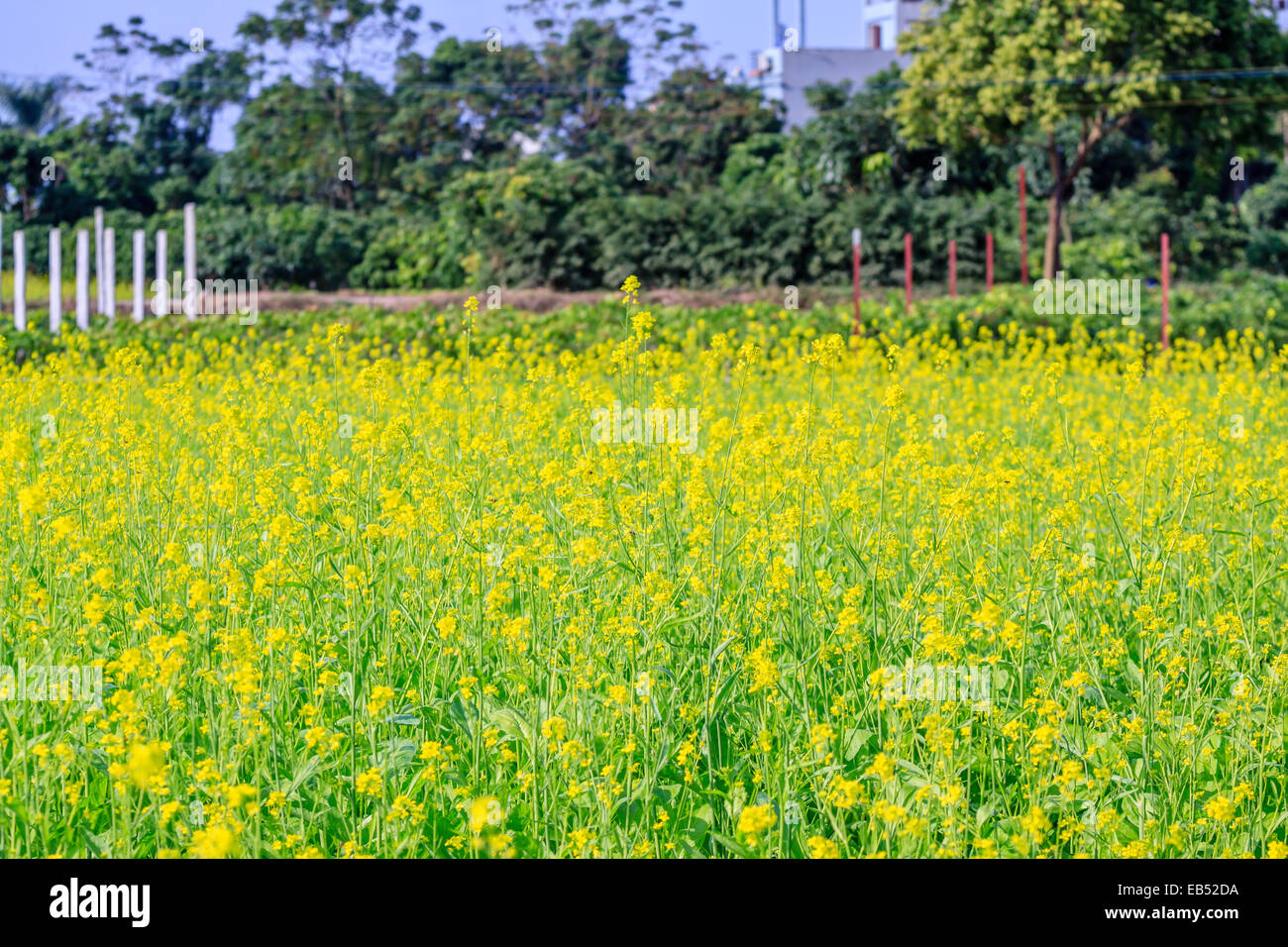 Yellow flowers at Hanoi, Vietnam Stock Photo