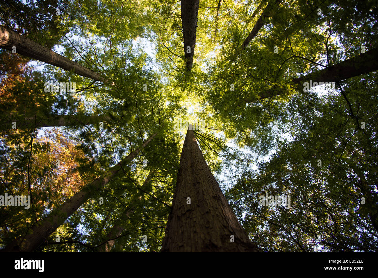 Forest of Japanese cedar,Kawasaki city,Kanagawa,Japan Stock Photo - Alamy