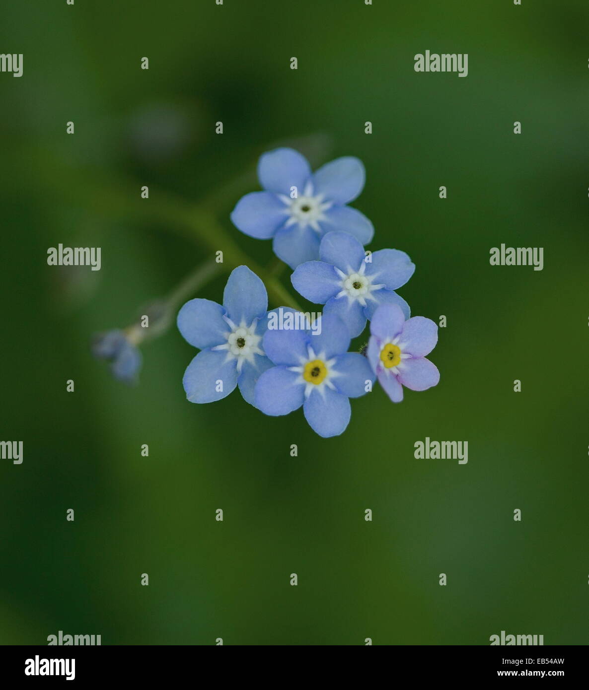 me nots Stock Photo Alamy