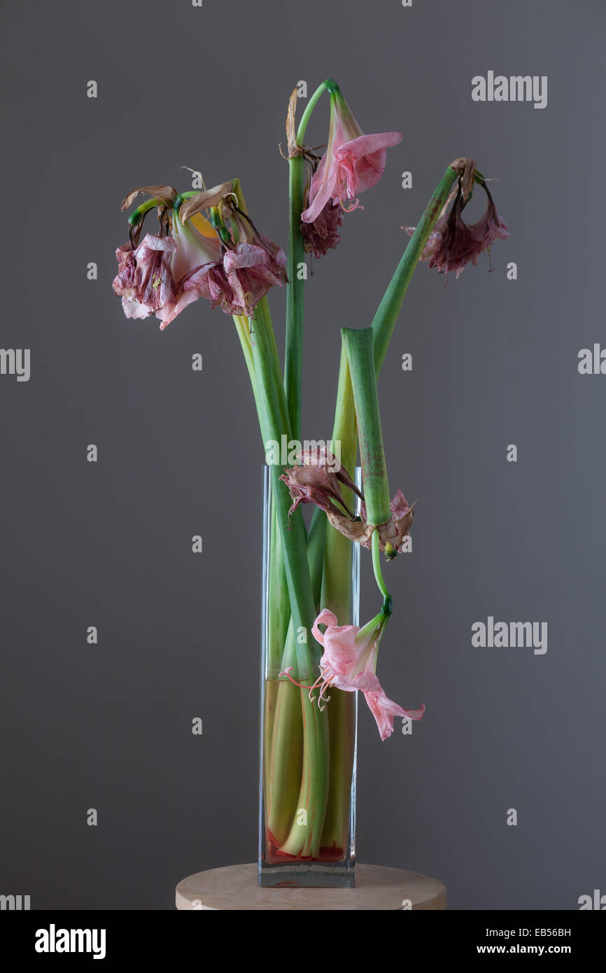 Amaryllis flowers wilted in glass vase Stock Photo