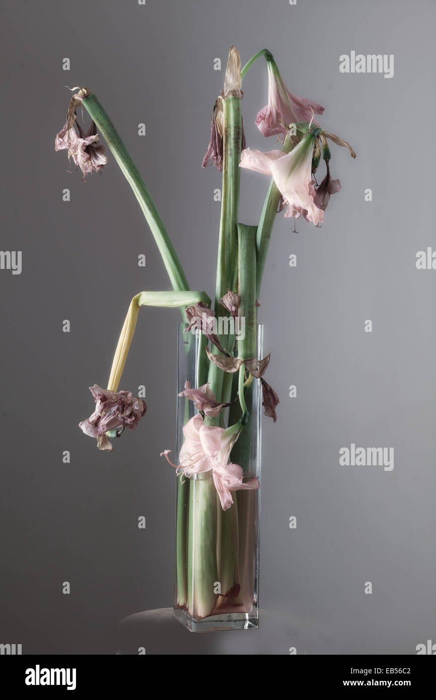 Amaryllis flowers wilted in glass vase Stock Photo