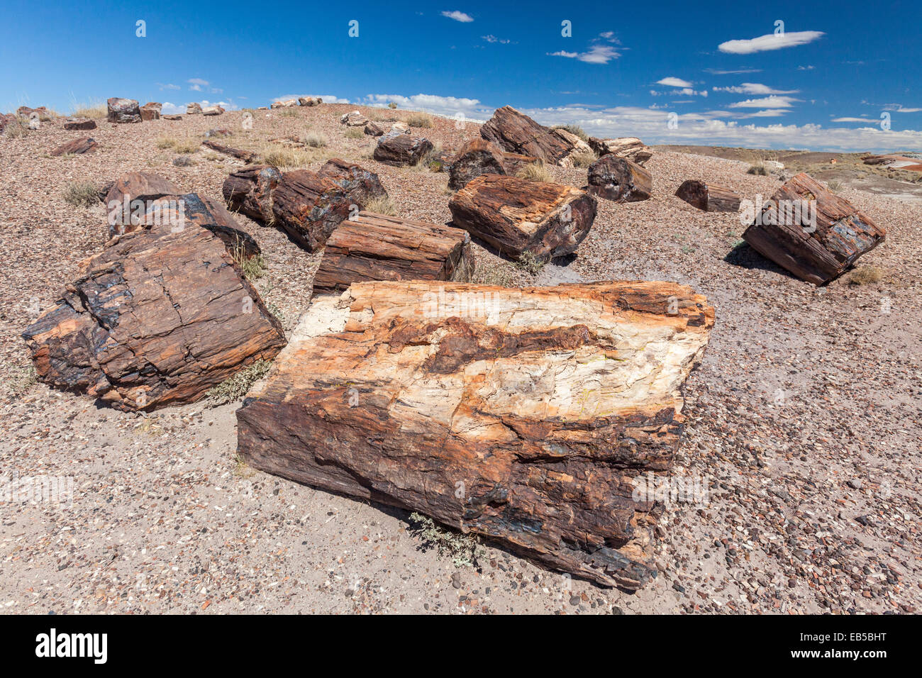 Petrified wood in the Petrified Forest National Park, Arizona Stock