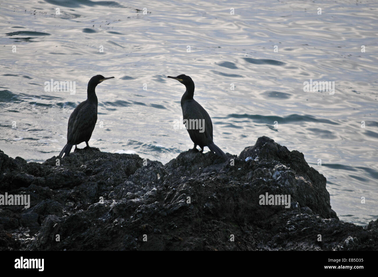 Two Cormorants in Cornwall, UK Stock Photo