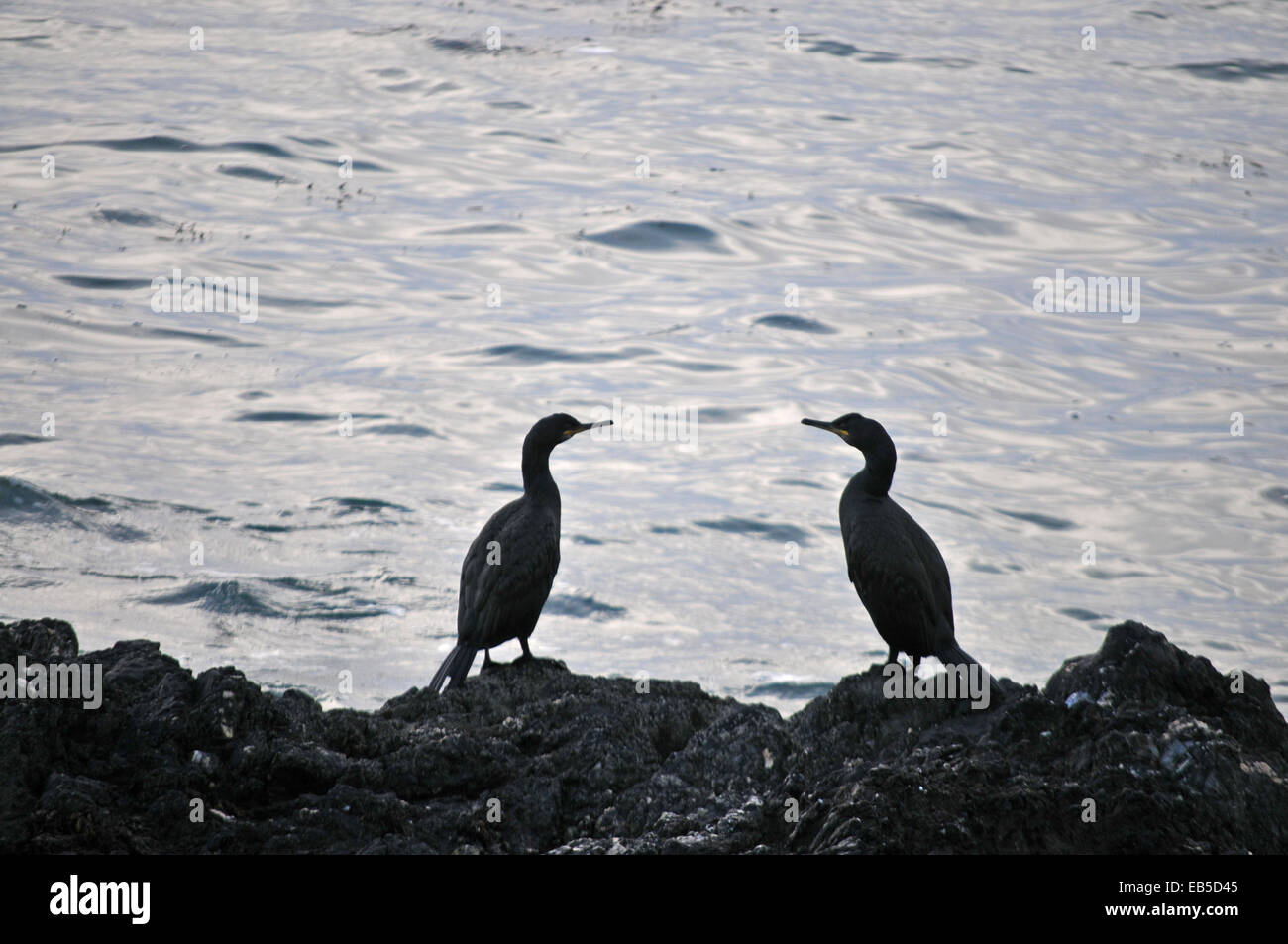 Two Cormorants in Cornwall, UK Stock Photo Alamy