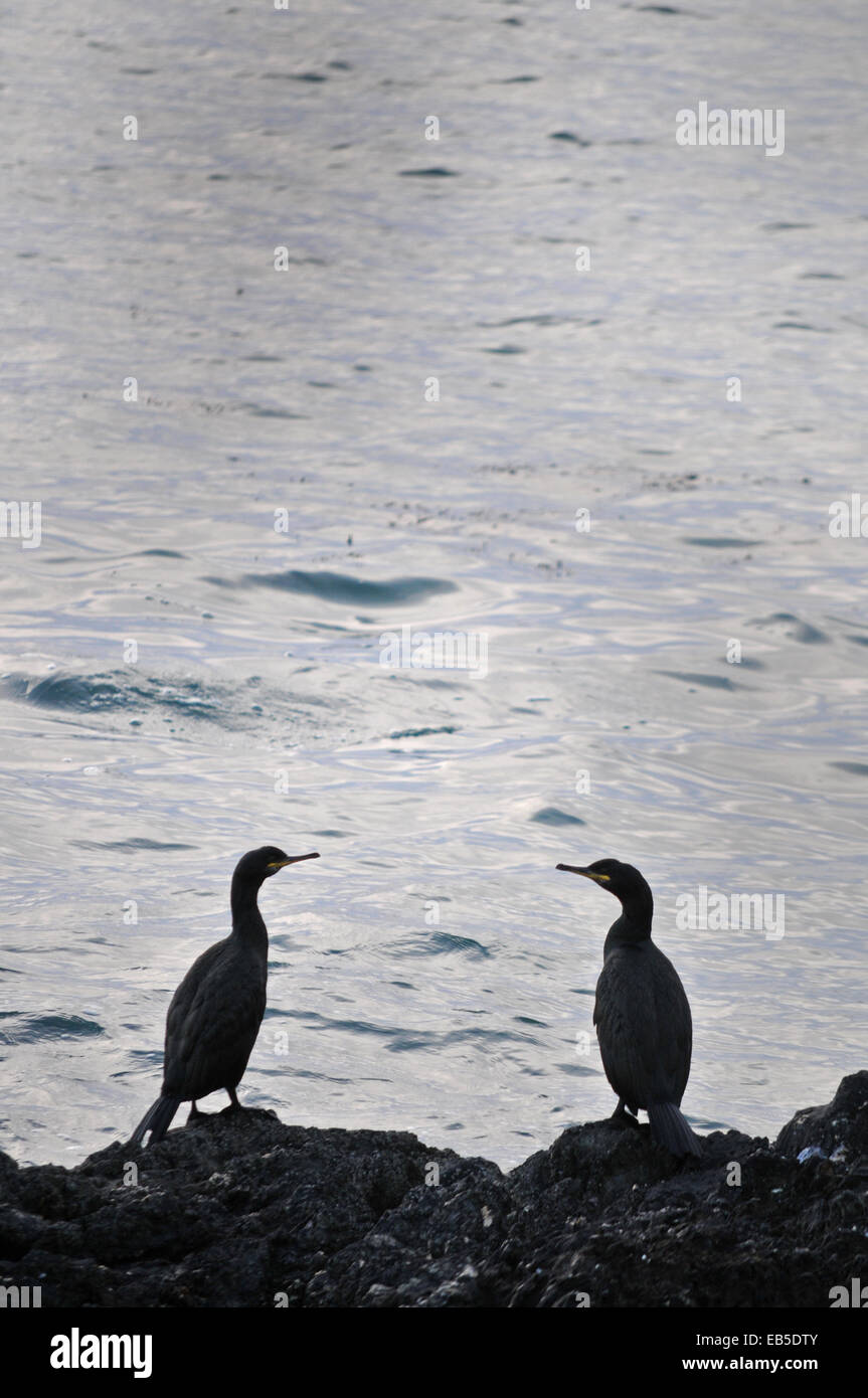 Stunning pic shows Chinese fisherman using cormorant seabirds to