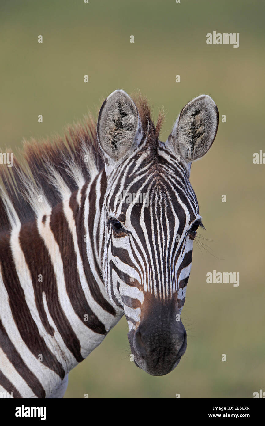 Portrait of a Zebra Stock Photo - Alamy
