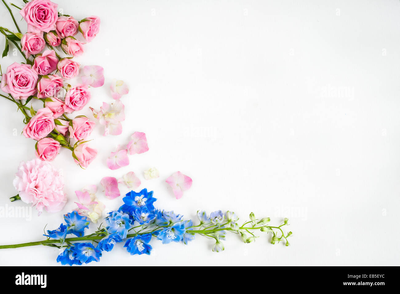 blue delphinium and pink roses, carnation and hydrangea on white backdrop Stock Photo