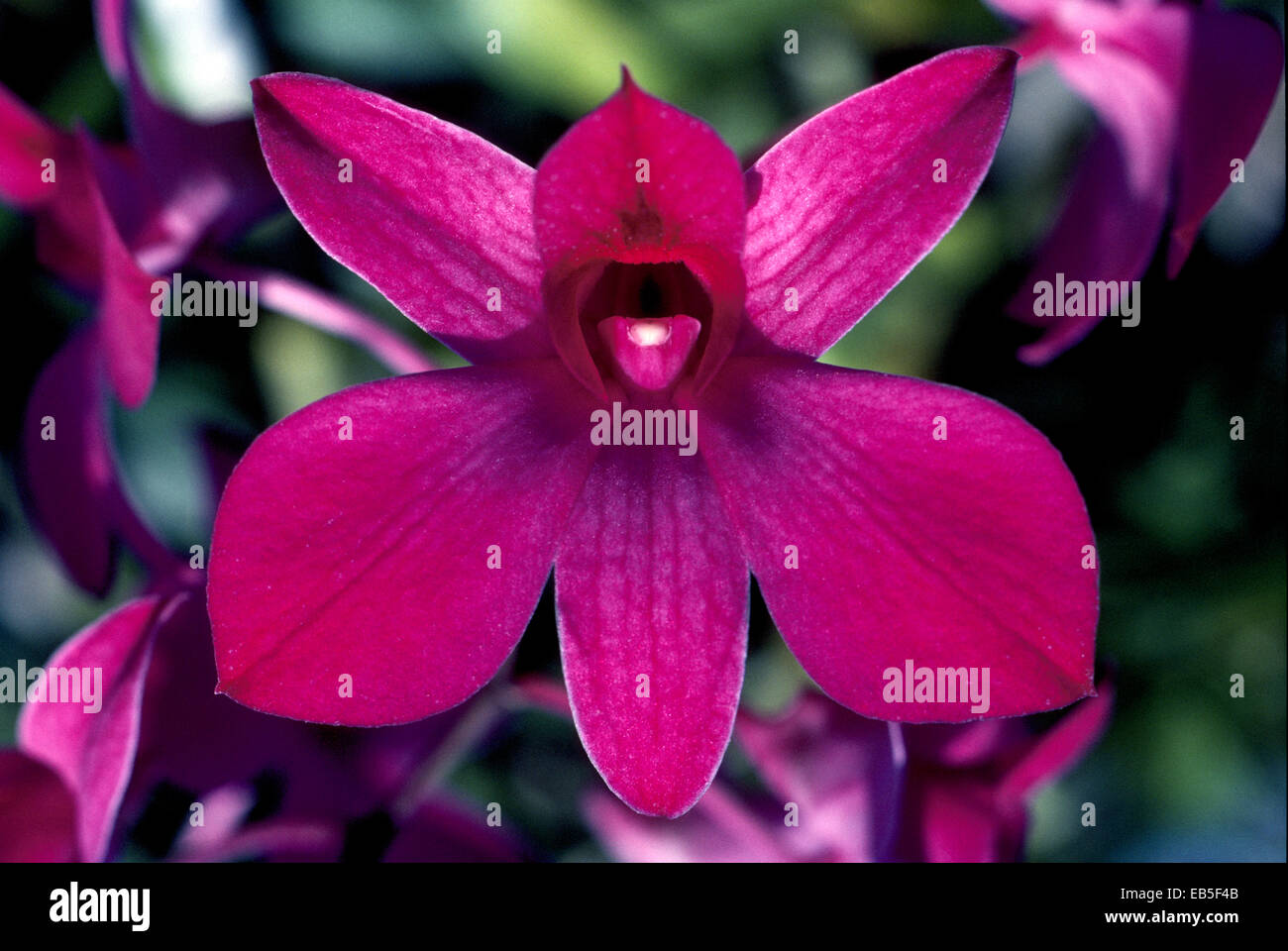 .There are some 1,200 species of Dendrobium orchids, including this beautiful variety that was grown in a flower nursery in the Hawaiian Islands, USA Stock Photo