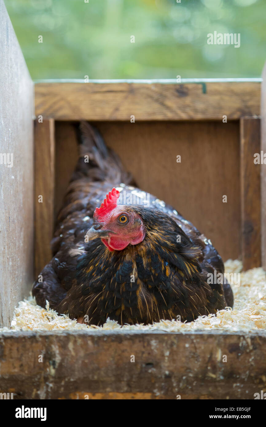 Hen house eggs hires stock photography and images Alamy