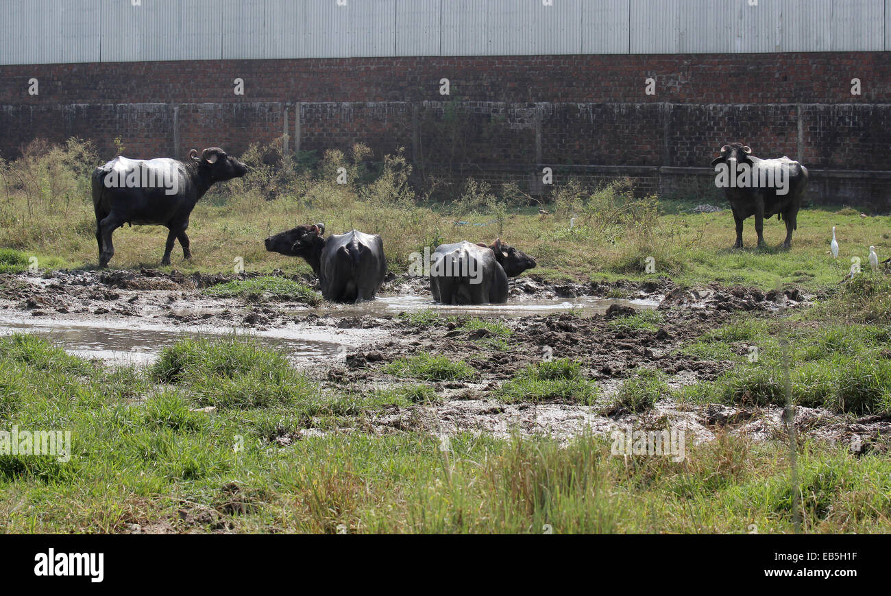 Water buffalo cool themselves on the grounds of the Union Carbide Factory in Bhopal, India, 29 October 2014. According to activists, the water here is contaminated. It was the worst industrial accident of all time, 30 years ago an explosion at a pesticide plant released tons of highly toxic methyl isocyanate (MIA) killing thousands of people in Bhopal, India. Photo: DOREEN FIEDLER/dpa Stock Photo