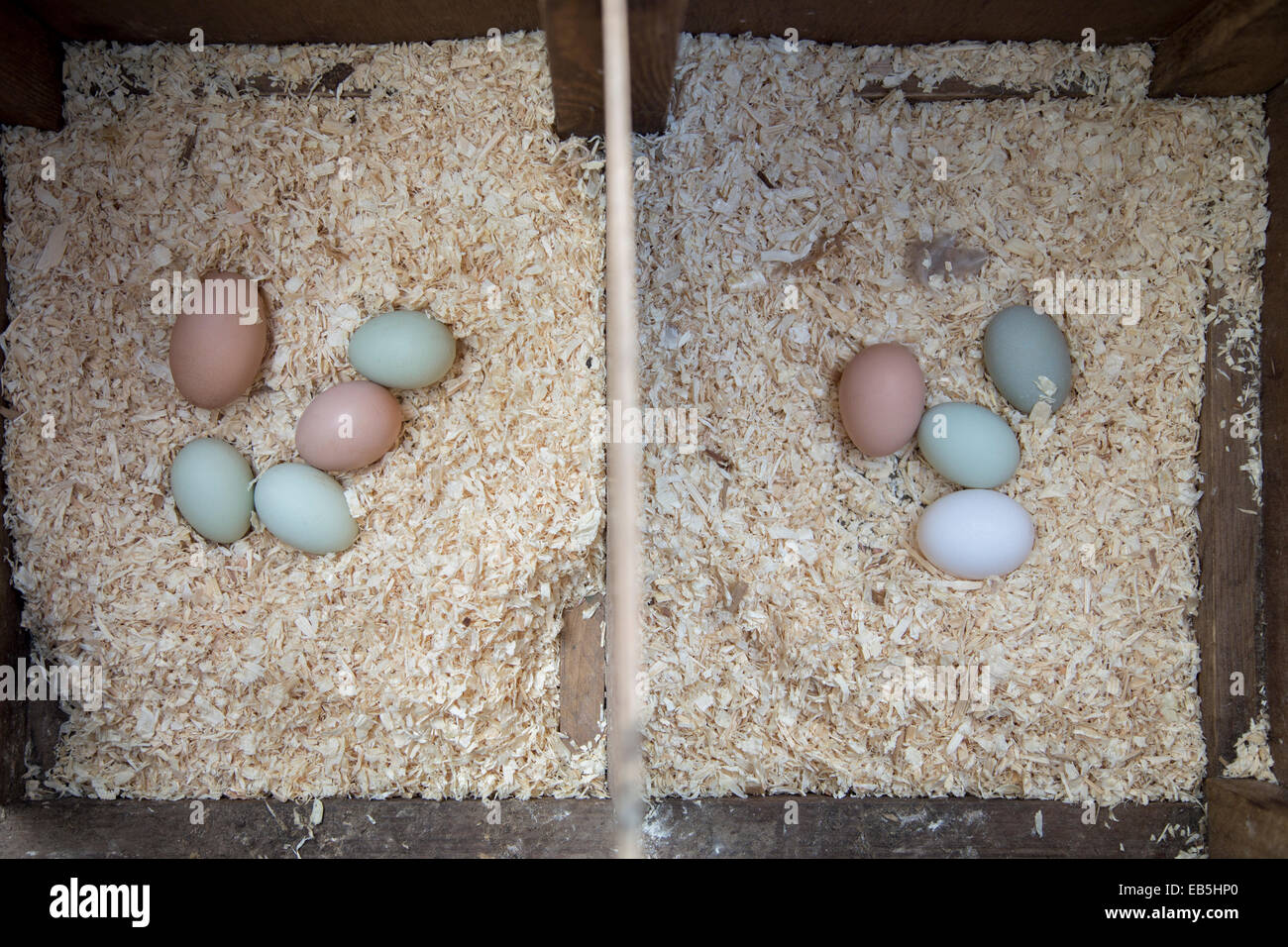 Free range chicken eggs in the hen house. Stock Photo