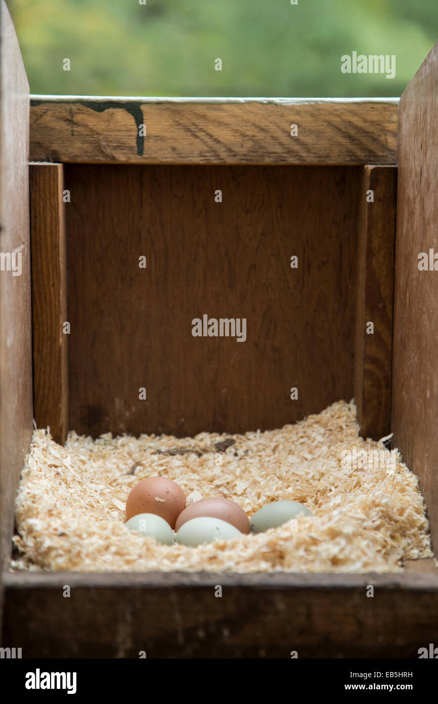 Free range chicken eggs in the hen house. Stock Photo