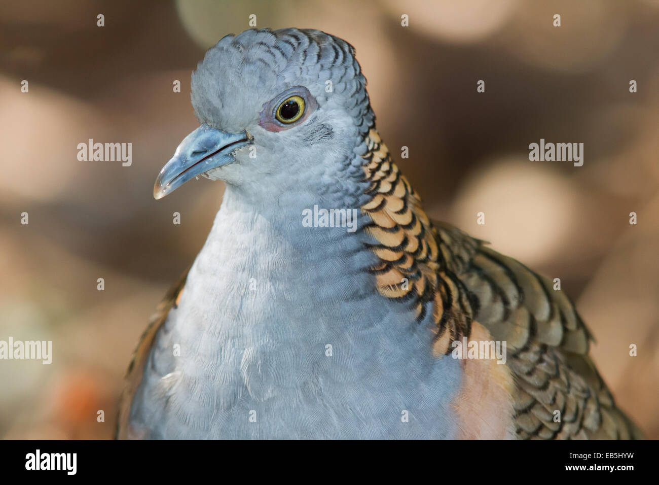 Bar-shoulded Dove (Geopelia humeralis) Stock Photo